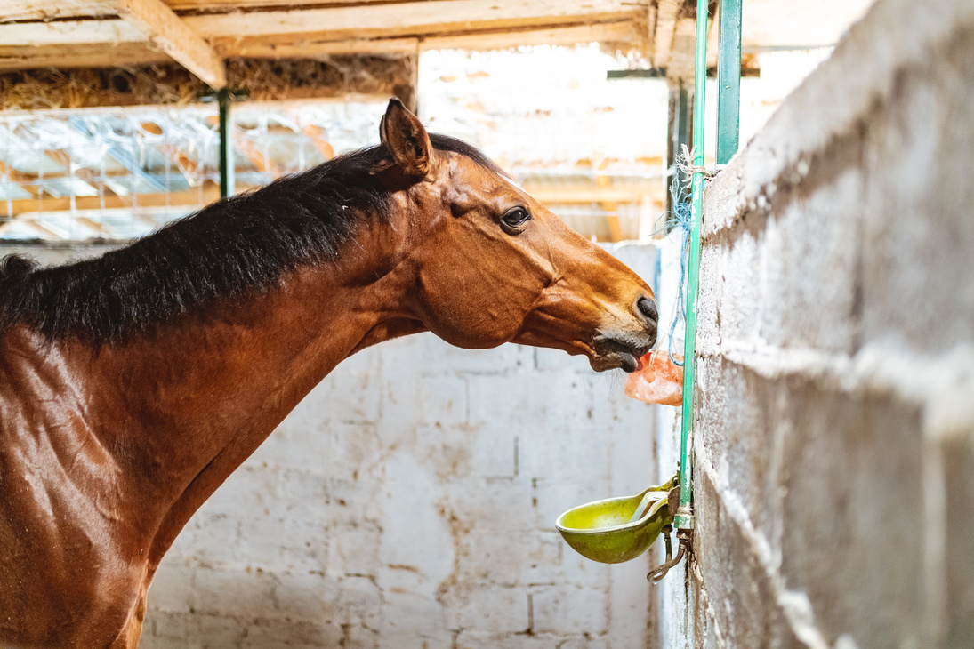 Horse licking salt block