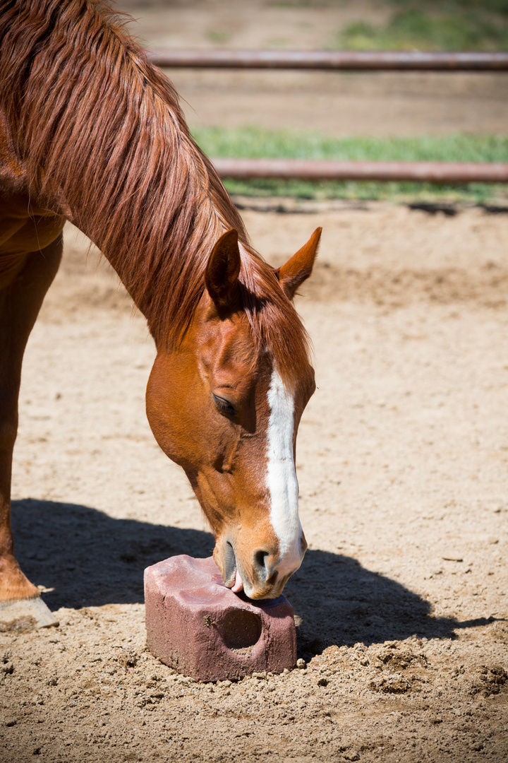 Horse Salt Lick