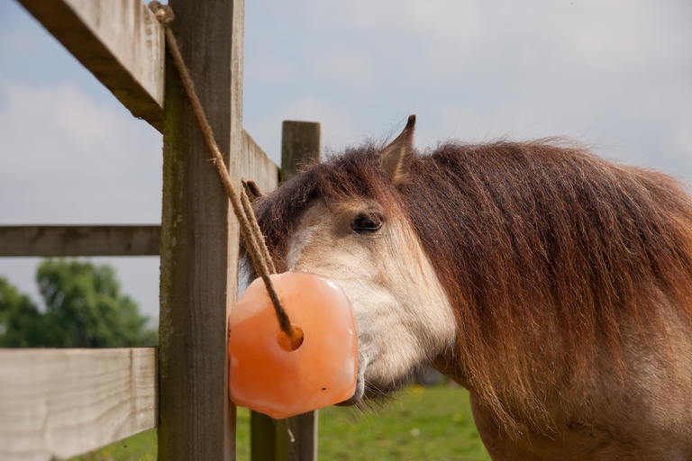 Pretty pony licking mineral block for salt